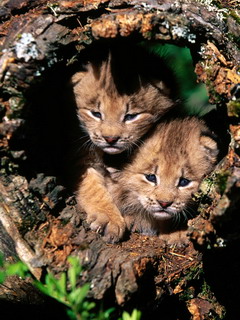 catz553712.jpg