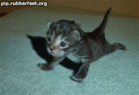 Cica robí kliki.gif
