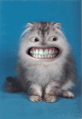 IMAGE10.gif