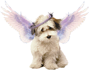 Angel (1).gif