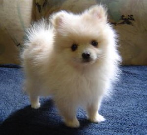 doggy.jpg