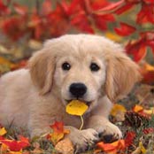 Retriever.jpg