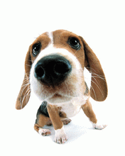 The dog.gif