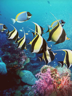 Fish.jpg
