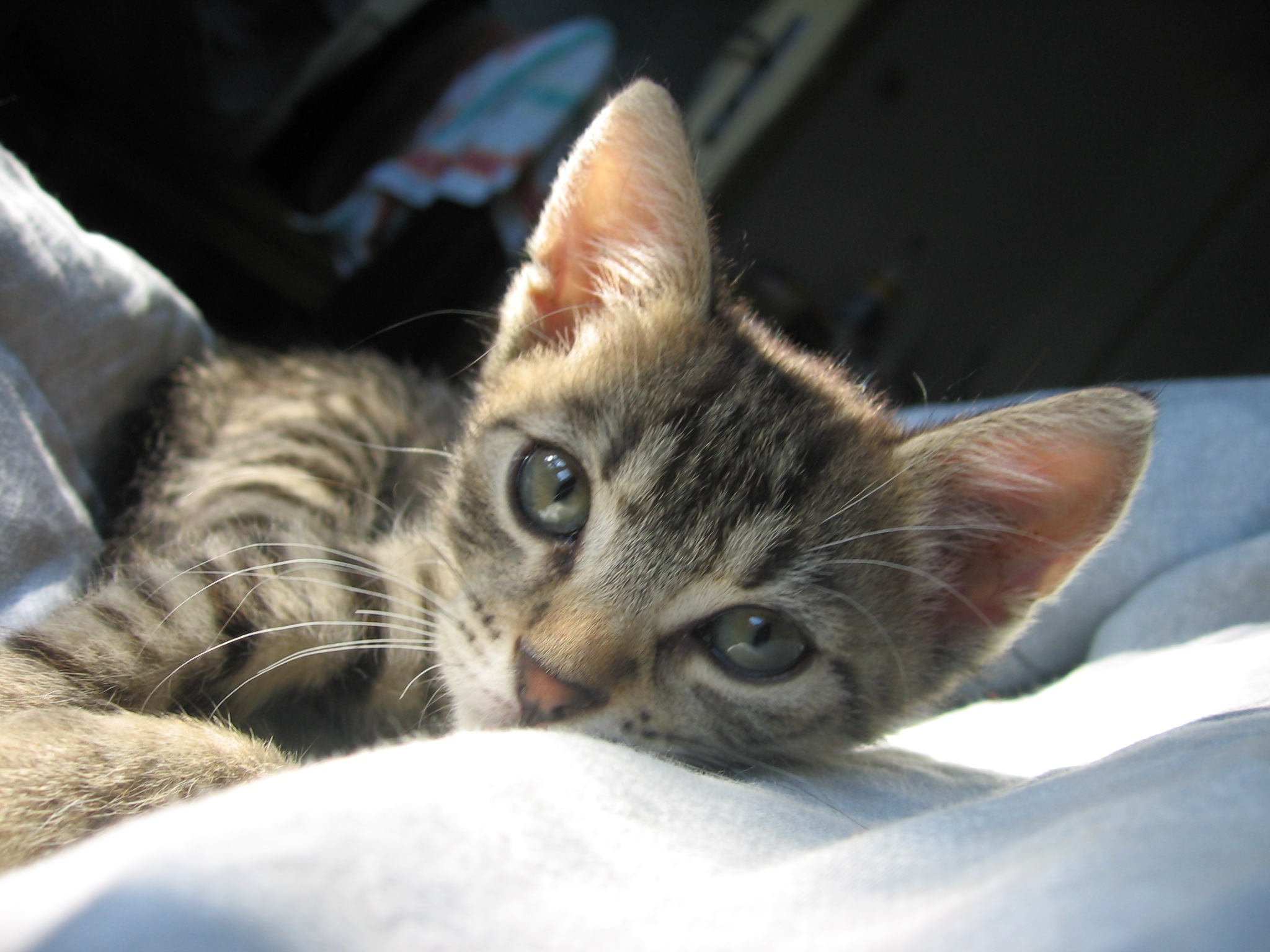 Satisfied_cat.jpg