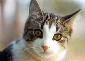 opravajpgcat.JPG