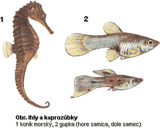 ihly_kaprozubky.gif