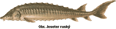 jeseter.gif