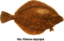 platesa.gif