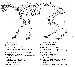 Kostra_ma%C4%8Dky.png