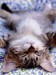 cat282413.jpg