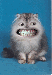 IMAGE10.gif