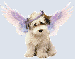 Angel (1).gif