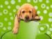 Labrador.jpg