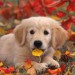 Retriever.jpg