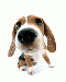 The dog.gif