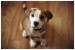 the_cutest_dog_in_the_world_by_claytes.jpg